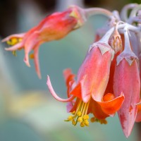 Tokina ATX-Pro 100\2.8 (37)