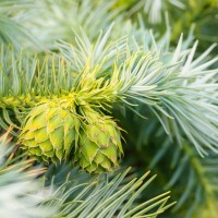 Tokina ATX-Pro 100\2.8 (39)