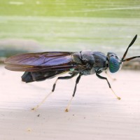 Tokina at-x pro 100 2.8 (1)