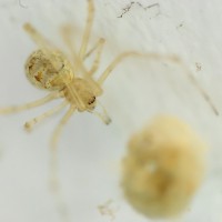 Tokina at-x pro 100 2.8 (4)