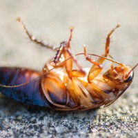 Tokina at-x pro 100 2.8 (5)