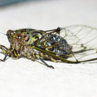 Tokina at-x pro 100 2.8 (7)