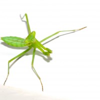 Tokina at-x pro 100 2.8 (8)