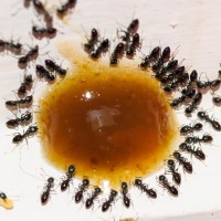 Tokina at-x pro 100 2.8 (10)