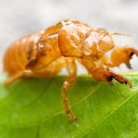 Tokina at-x pro 100 2.8 (11)