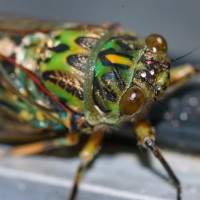 Tokina at-x pro 100 2.8 (25)