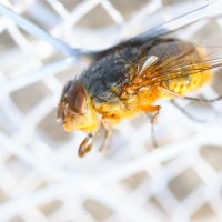 Tokina at-x pro 100 2.8 (13)