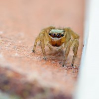 Tokina at-x pro 100 2.8 (14)