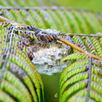 Tokina at-x pro 100 2.8 (15)