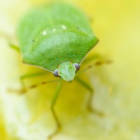 Tokina at-x pro 100 2.8 (17)