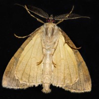 Tokina at-x pro 100 2.8 (22)