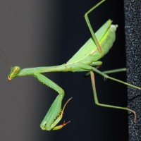 Tokina at-x pro 100 2.8 (23)