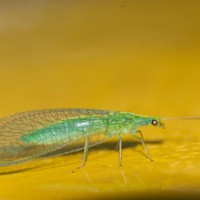 Tokina at-x pro 100 2.8 (25)